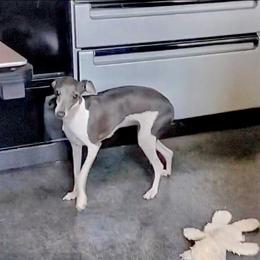 Boo - Italian Greyhound