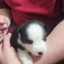 Molokai - Black tri male Miniature Australian Shepherd puppy in Goode, Virginia from Furner Farms