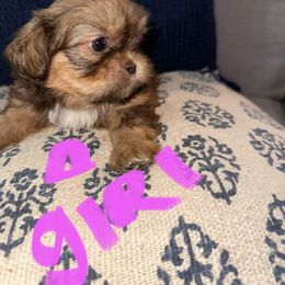 Shih Tzu All Grown Up from Khloe’s Shih Tzus