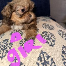 Shih Tzu All Grown Up from Khloe’s Shih Tzus