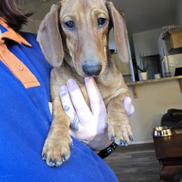 Callie - Dachshund