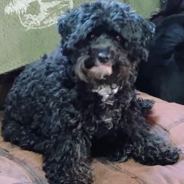 Aussiedoodle Puppies from C/H Mini Aussie's & Aussiedoodles