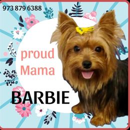Barbie - Yorkshire Terrier