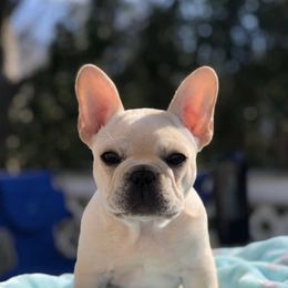 French Bulldog Puppies from Heartfelt Kennels