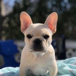 French Bulldog Puppies from Heartfelt Kennels