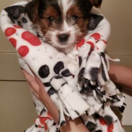 Yorkshire Terrier Puppies from Sweet Fur Babies