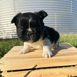 Bear - Black and white male French Bulldog puppy in Pembroke, Kentucky from Presidential Frechies