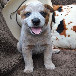 Clyde - Red speckled male Australian Cattle Dog puppy in Quapaw, Oklahoma from Hudsons Australian Cattle Dogs
