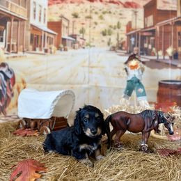 Jack - Black and tan male Dachshund puppy in Westport, Kentucky from Lonestar Creek Farm