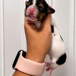 Male One - Piebald male Dachshund puppy in Blackstone, Virginia from Cheyenne's Dachshunds