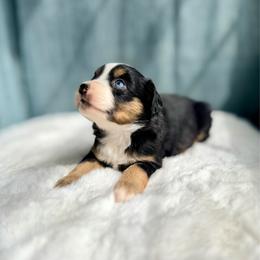 HOKA - Black tri female Miniature Australian Shepherd puppy in Dayton, Washington from Rafter 22 Aussies