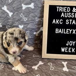 Blue Merle F - Joy - Blue merle female Australian Shepherd puppy in Cotati, California from Tried and True Aussies