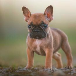 Girl 4 - Fawn and white female French Bulldog puppy in Baytown, Texas from Le Grande Bulldogs