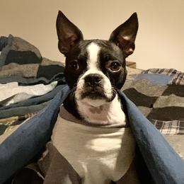 Boston Terriers and Companion Crosses from Antelope Creek Frenchtons