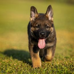 German Shepherd Puppies from Sommerfeld German Shepherds