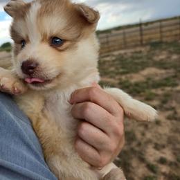 Kamin - Wolf sable male Pomsky puppy in Cedar City, Utah from Pomsky Play-ce