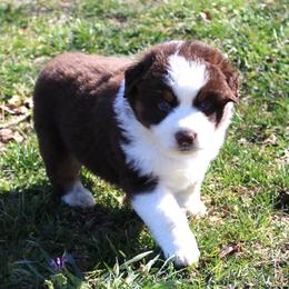 Rhett - Black tri-color male Australian Shepherd puppy in Kansas, Oklahoma from Windy G Farm