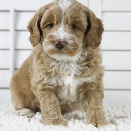 Australian Labradoodle Puppies from Cotton Creek Labradoodles
