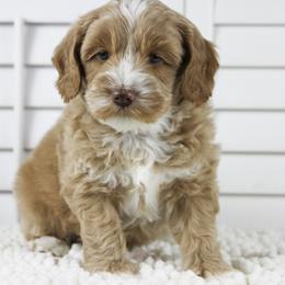 Australian Labradoodle Puppies from Cotton Creek Labradoodles