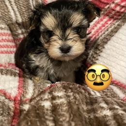 Milo - Black & tan tri-color male Morkie puppy in Taylorsville, North Carolina from Mountain Top Hot Tailz