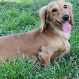 Dachshund All Grown Up from Shoebox Doxie’s