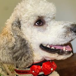 Poodles from Janet's Poodles