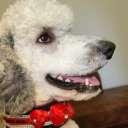 Poodles from Janet's Poodles