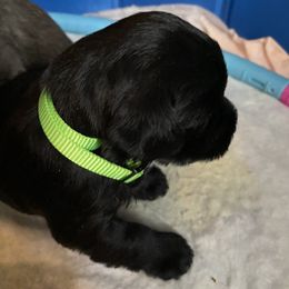 Miniature Schnauzer and Poodle Puppies from Bits & Bytes Farm