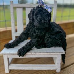 Silk - Black female Goldendoodle puppy in Cleveland, Tennessee from Liberty Creek Farms