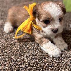 Girl 4 - Merle female Double Doodle puppy in Junction, Utah from Sugar Doodles