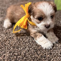 Girl 4 - Merle female Double Doodle puppy in Junction, Utah from Sugar Doodles