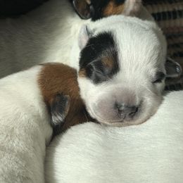 Australian Cattle Dog Puppies from Hudsons Australian Cattle Dogs