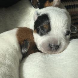 Australian Cattle Dog Puppies from Hudsons Australian Cattle Dogs