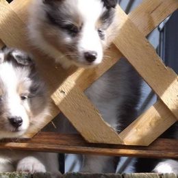 Shetland Sheepdogs from MESA Shelties