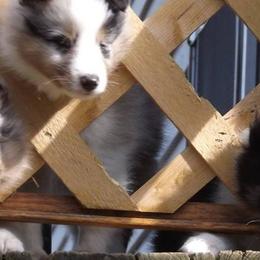 Shetland Sheepdogs from MESA Shelties