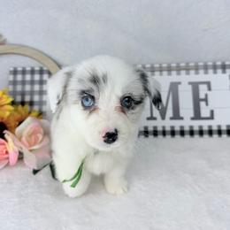 Tinkerbelle - Blue merle and white female Cardigan Welsh Corgi puppy in San Diego ,Ca, California from SoCal Native Corgis