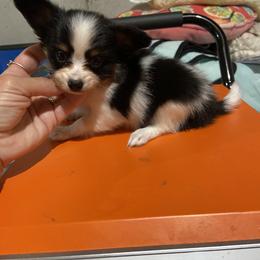 Papillon Puppies from Deanna's Papillons