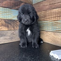 Chalky - Black male Newfoundland puppy in Tully, New York from Bear Paw Newfoundlands