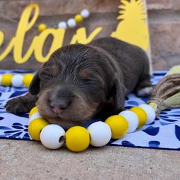 AKC Blue And Cream Male - Blue and cream male Dachshund puppy in Horizon City, Texas from Willipaws