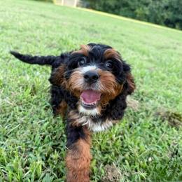 Piper - Black and tan female Cavapoo puppy in Wamego, Kansas from Doodles of Oz