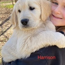 Golden Retriever Puppies from Risa’s Goldens