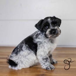 George - Parti Miniature Schnauzer puppy in Diamond Valley, Utah from JoJo's Schnauzers