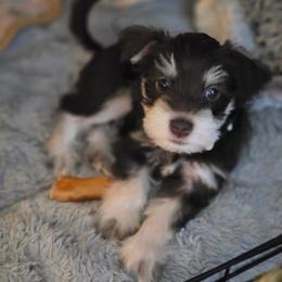 Galaxy (gally) - Liver female Miniature Schnauzer puppy in Fredericksburg, Virginia from Liver Legends