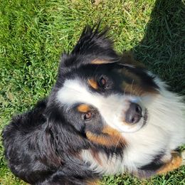 Australian Shepherd All Grown Up from CTC Aussies