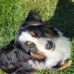 Australian Shepherd All Grown Up from CTC Aussies