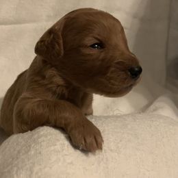 Goldendoodle Puppies from Hush Doodles