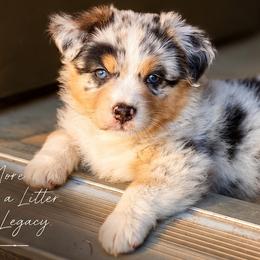 Australian Shepherds from Legacy Water Australian Shepherds
