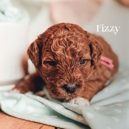 Fizzy - Red  female Poodle puppy in Idaho Falls, Idaho from Freckle Paw Family