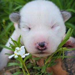 Mia - Gray and white female Siberian Husky puppy in Addison, Michigan from Gray Run Siberian Huskies
