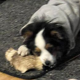 Australian Shepherds, Miniature Australian Shepherds, and Toy Australian Shepherds from Bit O' Bliss Aussies LLC